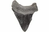 Fossil Megalodon Tooth - South Carolina #203143-1